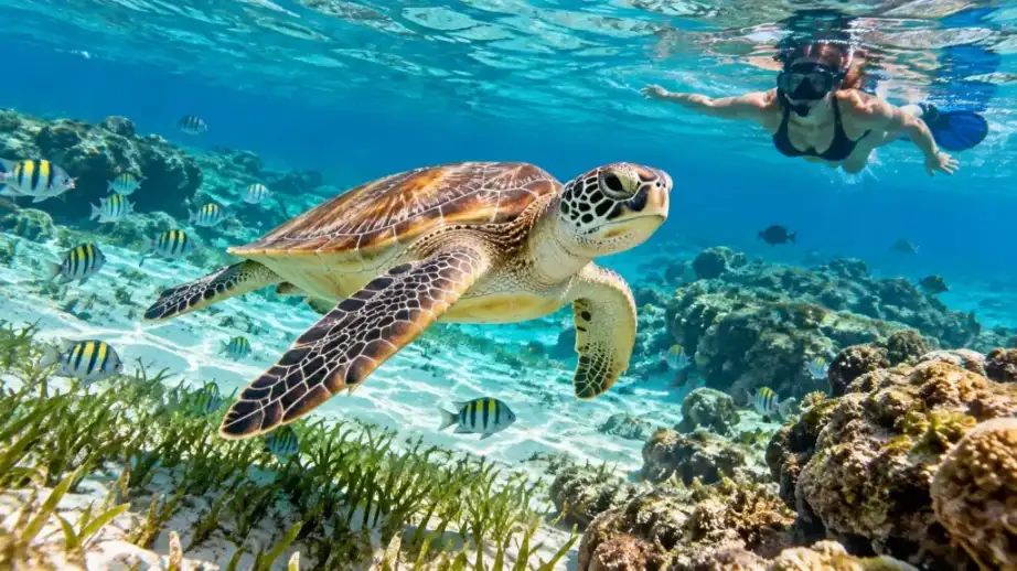 Bahía de Akumal (Santuario de Tortugas)